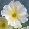 Primula Auricula Queen Alexander - Abriachan Nurseries